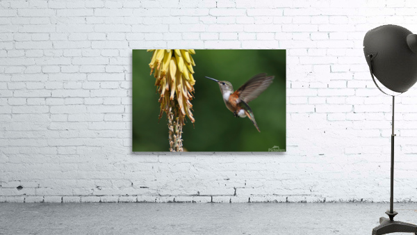 Humming Bird Wall Preview