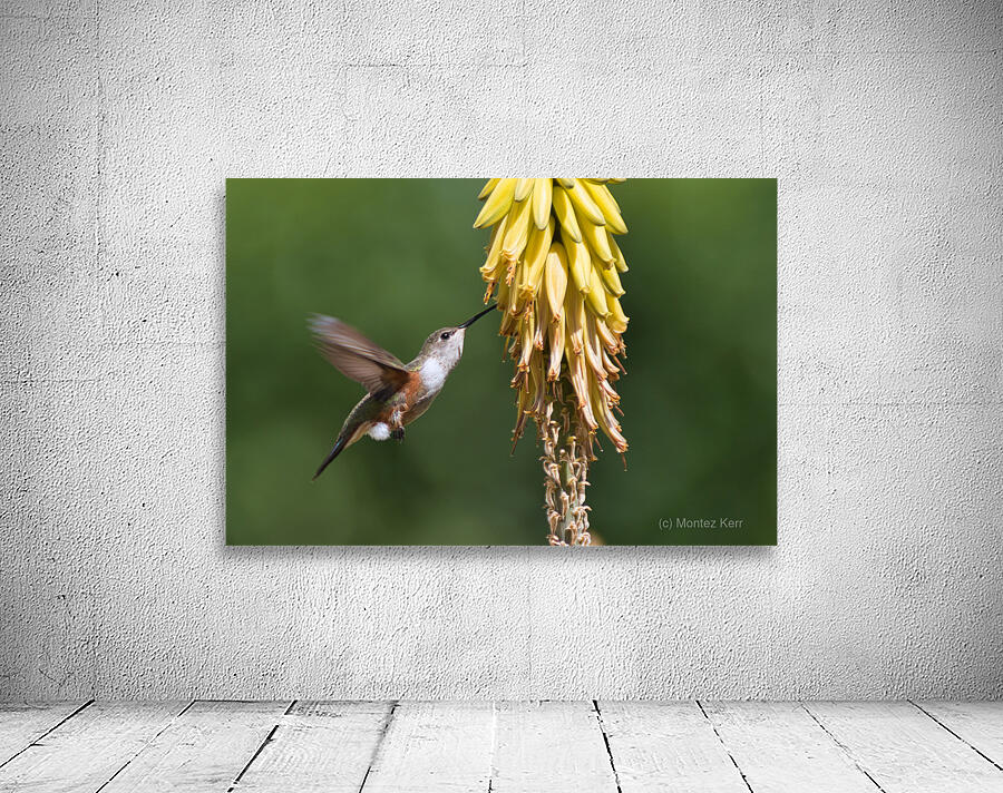 Humming Bird Wall Preview