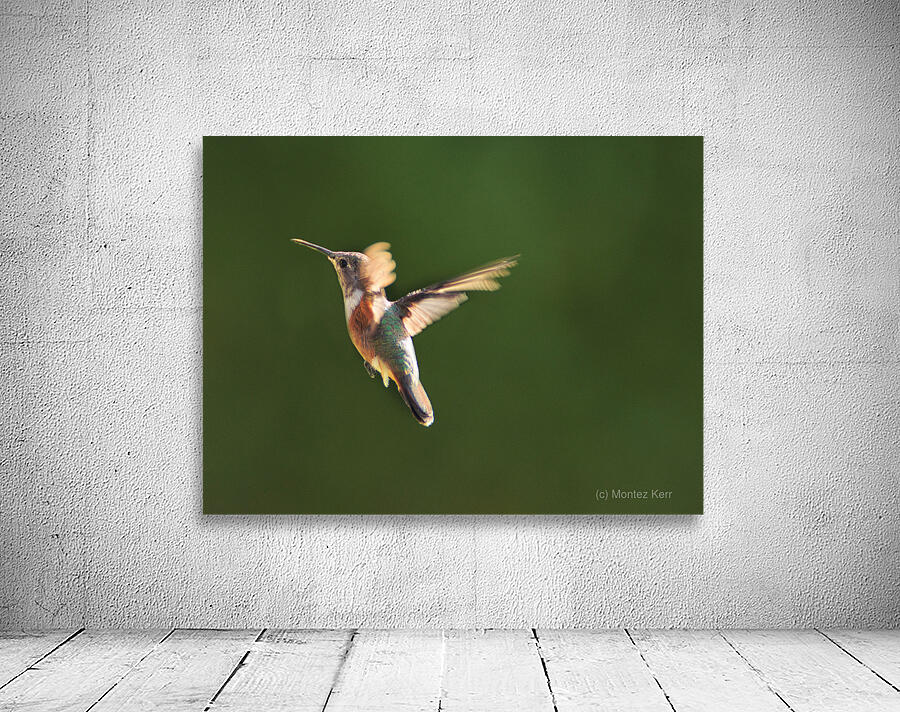 Humming Bird Wall Preview