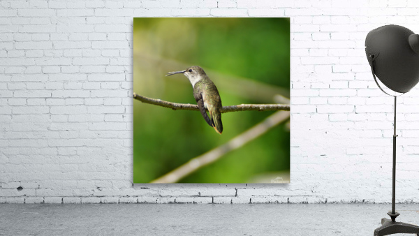 Humming Bird Wall Preview