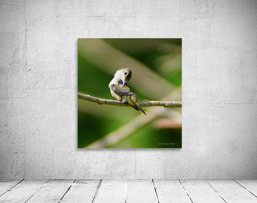 Humming Bird Wall Preview