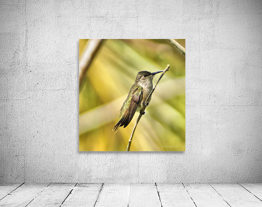 Humming Bird Wall Preview