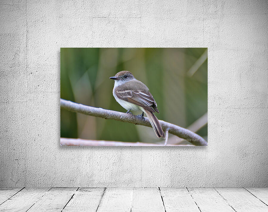 La Sagras flycatcher Wall Preview