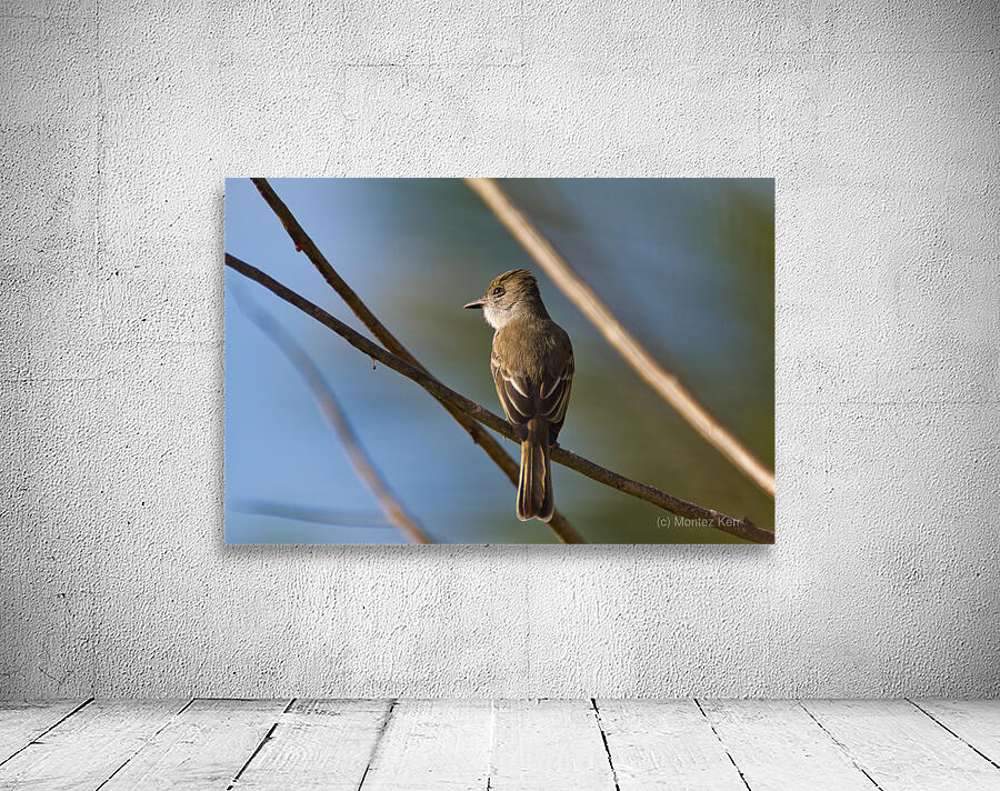La Sagras flycatcher Wall Preview