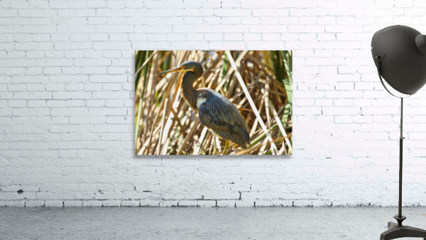Blue Heron Wall Preview