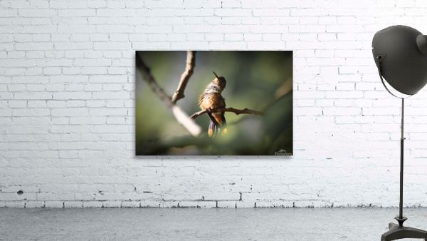 Humming Bird Wall Preview