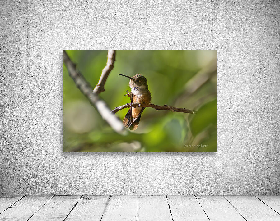 Humming Bird Wall Preview