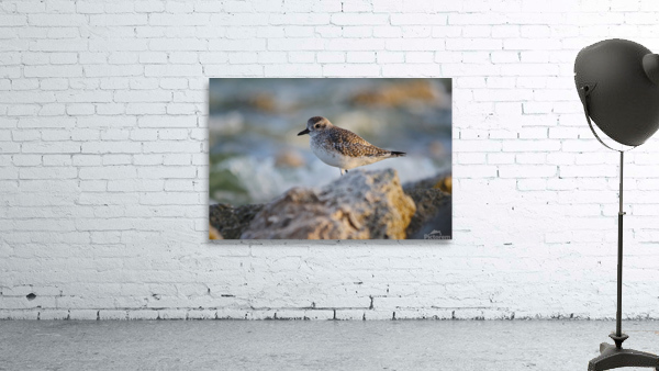 Plover Wall Preview