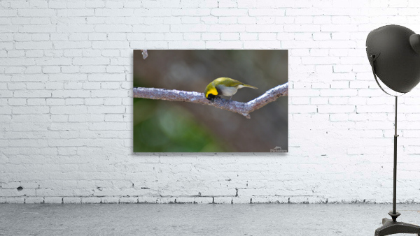 Cuban Grassquit Wall Preview