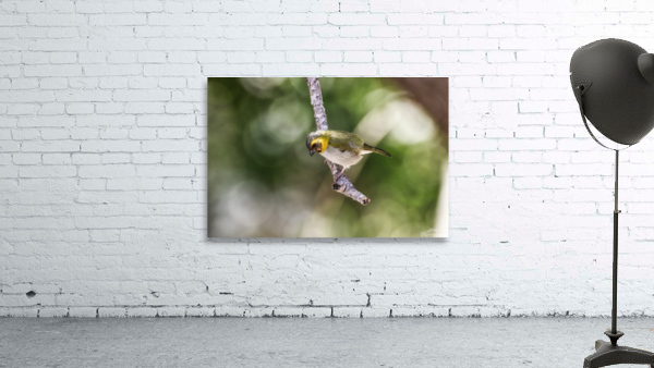 Cuban grassquit Wall Preview