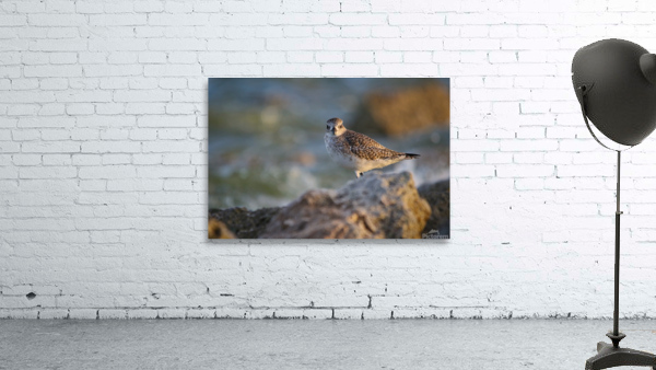 Plover Wall Preview