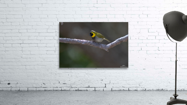 Cuban grassquit Wall Preview