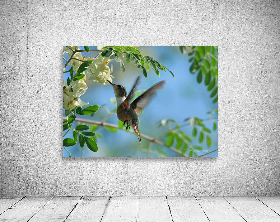 Humming Bird Wall Preview