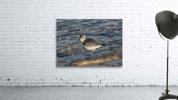 Plover Wall Preview