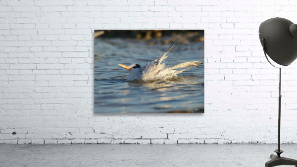 Common Tern Wall Preview