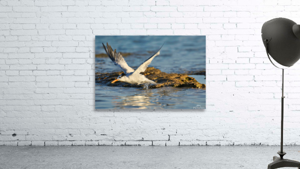 Common Tern Wall Preview
