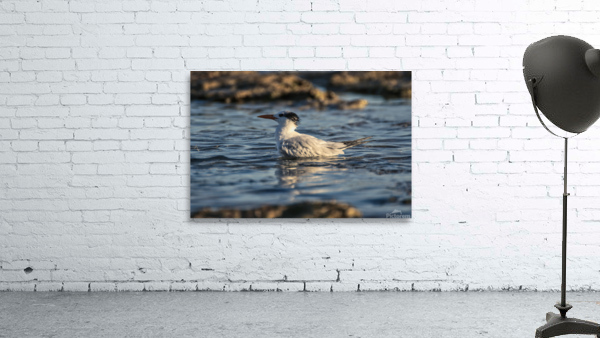 Common Tern Wall Preview