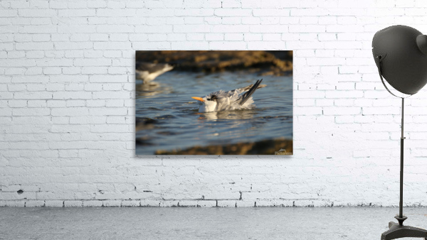 Common Tern Wall Preview