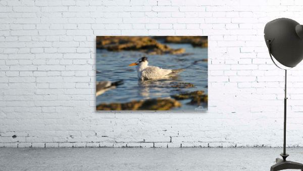 Common Tern Wall Preview