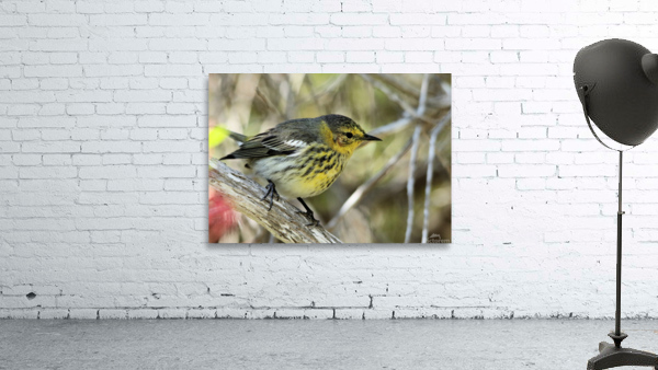  Warbler Wall Preview