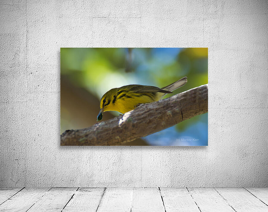 Yellow Warbler  Wall Preview