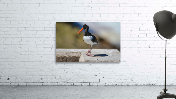 Oyster Catcher Wall Preview