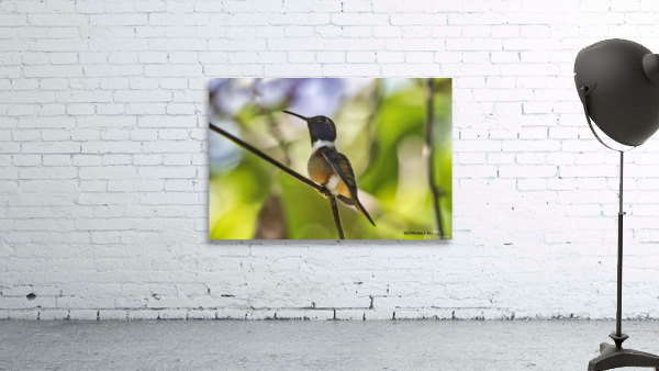 Humming Bird Wall Preview