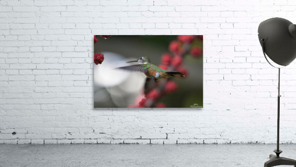Humming Bird Wall Preview