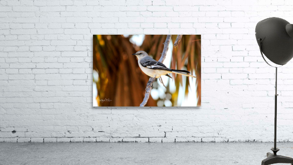 Bahamas Mocking Bird Wall Preview