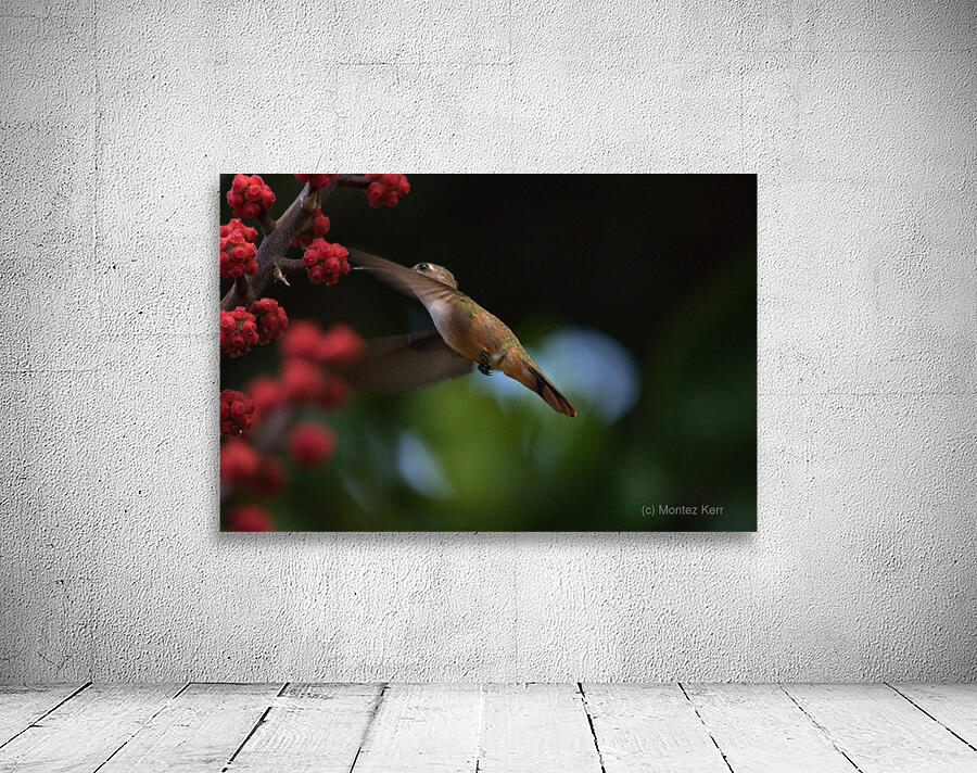 Humming Bird Wall Preview
