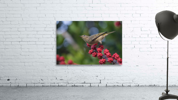 Warbler Wall Preview