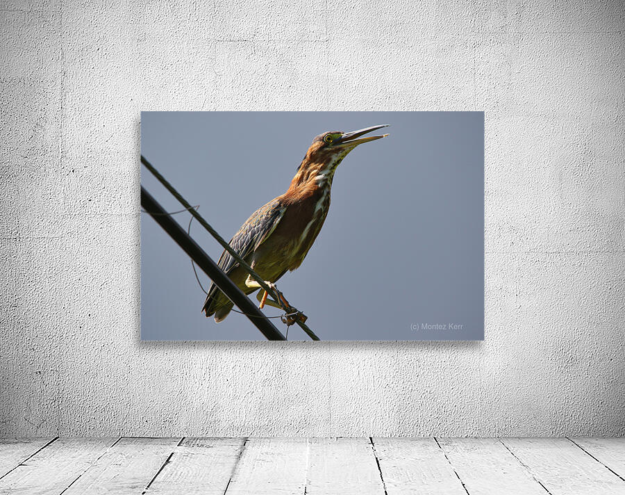 Green Heron  Wall Preview