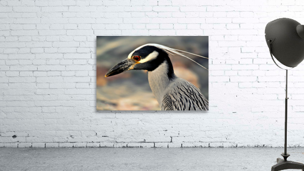 Night Heron Wall Preview
