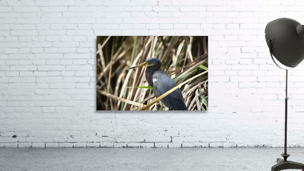 Blue Heron Wall Preview