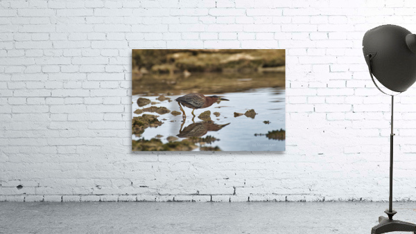 Green Heron Wall Preview