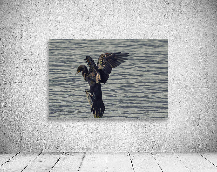 Cormorant Perched  Wall Preview