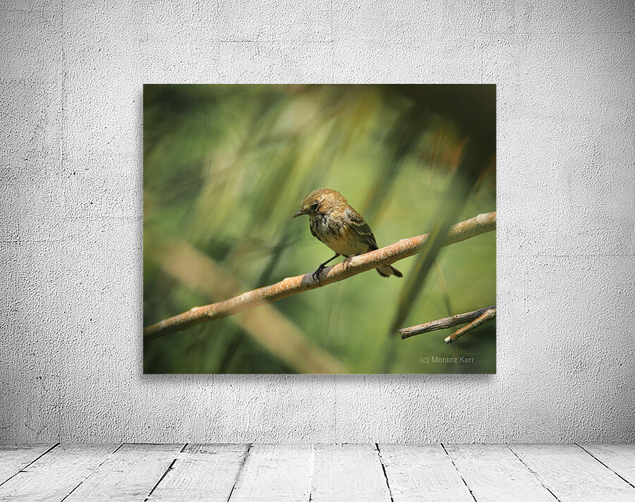 Warbler Wall Preview