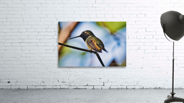 Humming Bird  Wall Preview