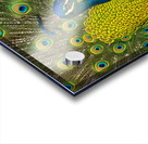 peacock 2014 Acrylic print