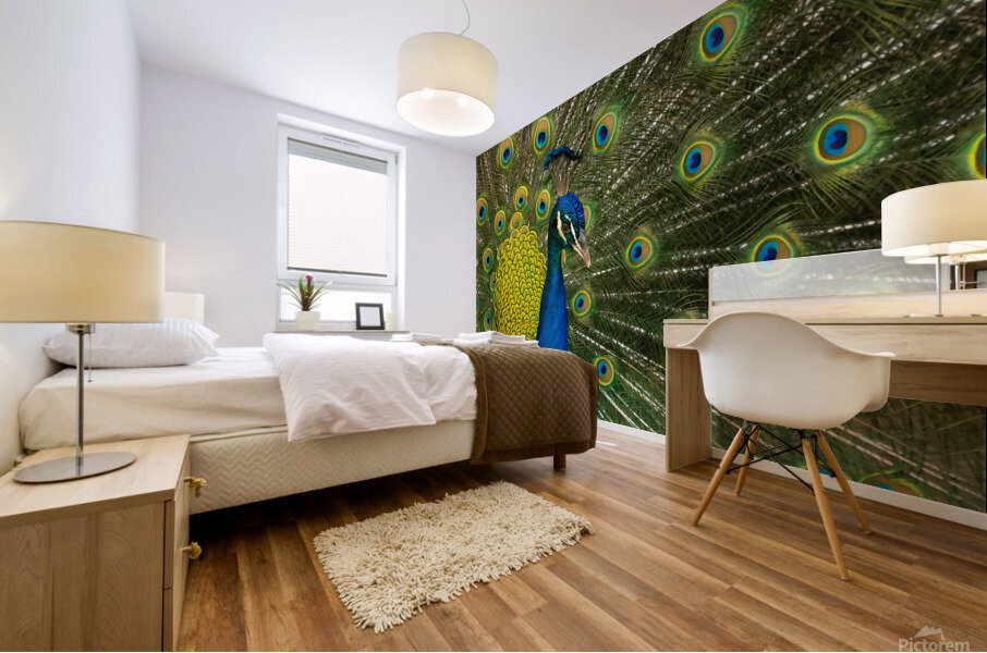 peacock 2014 Mural print