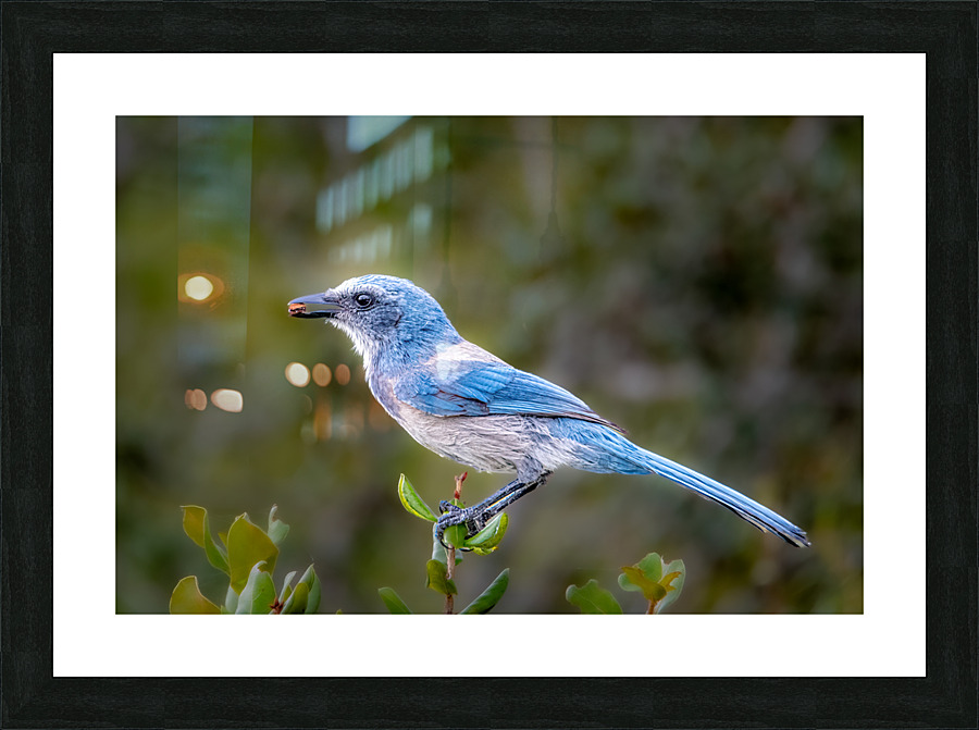 florida Scrub Jay 1964 2 Picture Frame print