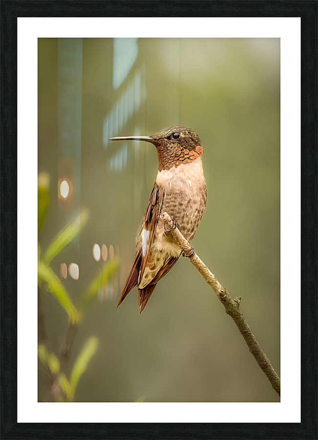Ruby Throated Humming Bird 3364 Picture Frame print