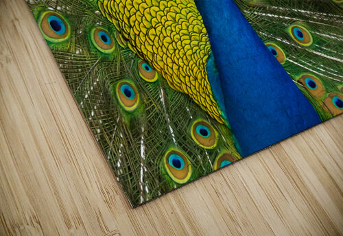peacock 2014 Dave Zeller puzzle