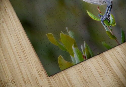 florida Scrub Jay 1964 2 Dave Zeller puzzle