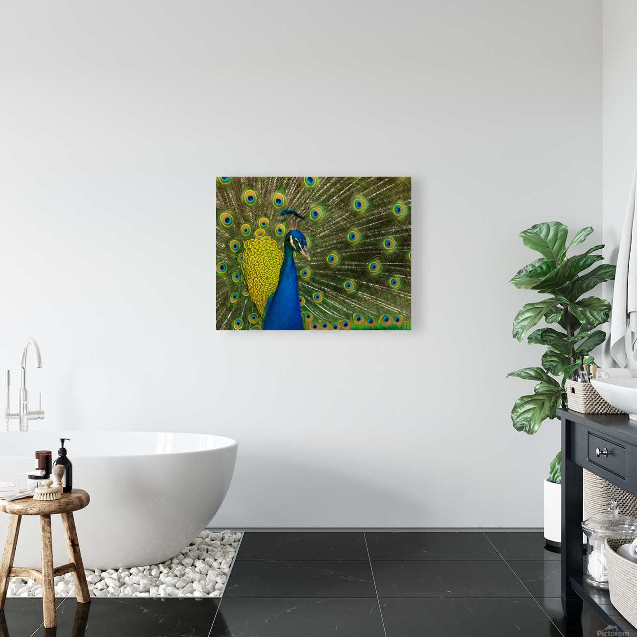 peacock 2014 Reproduction