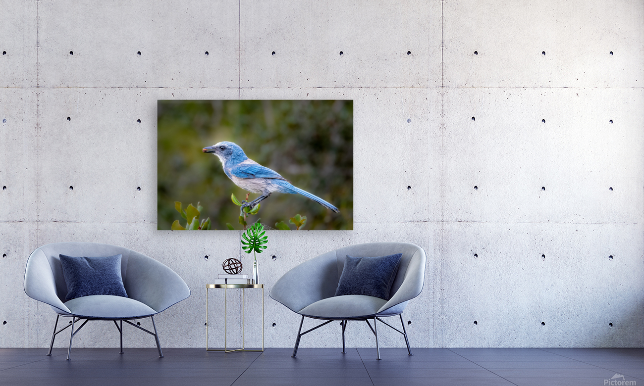 florida Scrub Jay 1964 2 Reproduction