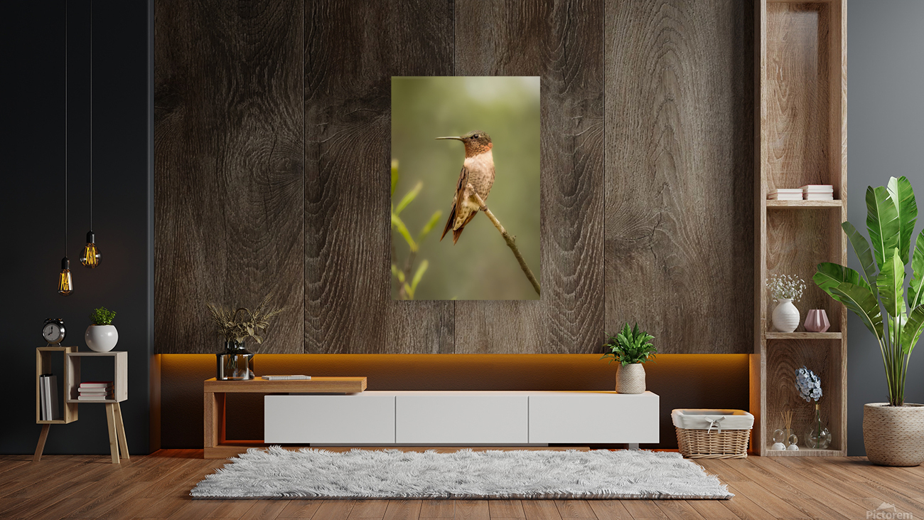 Ruby Throated Humming Bird 3364 Reproduction