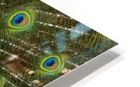 peacock 2014 HD Metal print