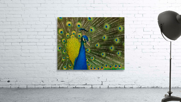 peacock 2014 Wall Preview