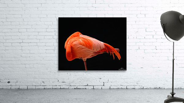flamingo 0445 Wall Preview